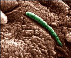 隕石から見つかった生命の痕跡？